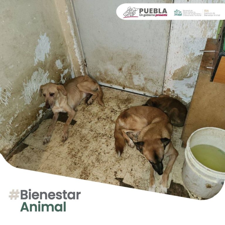 Rescatan a 10 perros de Los Héroes Puebla; uno sin cabeza