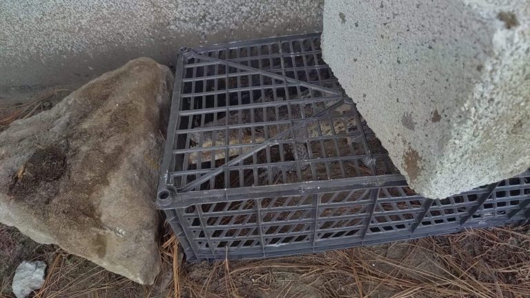 Encuentran tremendo Cocodrilo en preescolar de Puebla