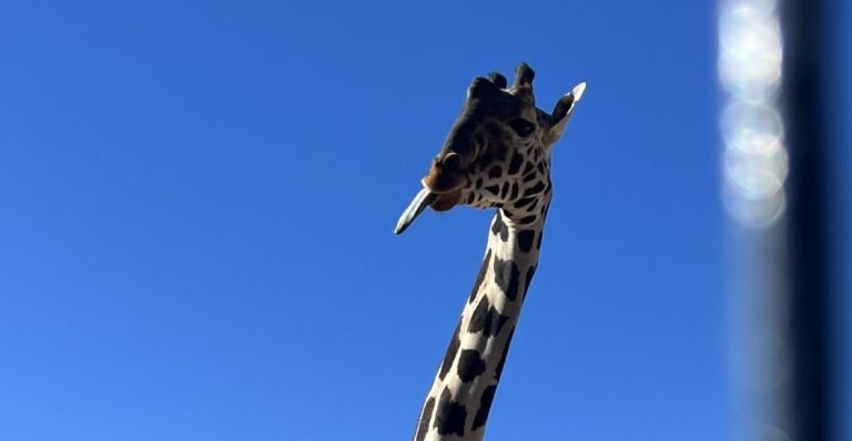 Benito, La Jirafa de Chihuahua vendrá a Africam Safari