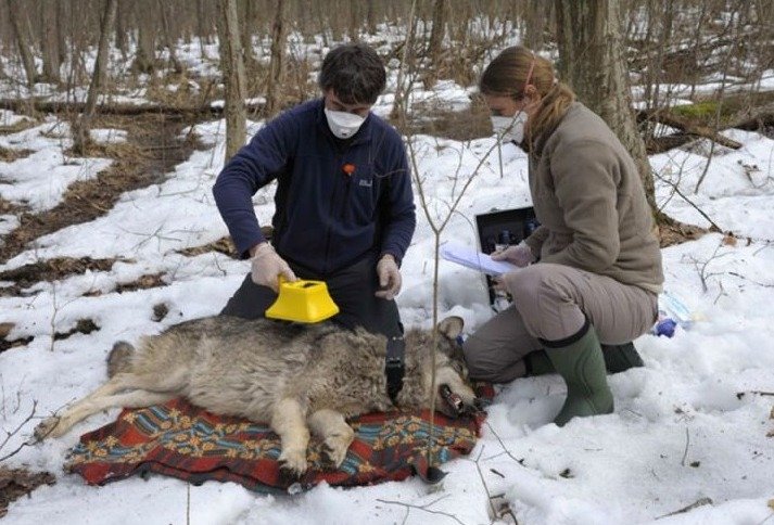 Lobos mutantes expuestos al desastre de Chernóbil desarrollan súper poder contra el cáncer