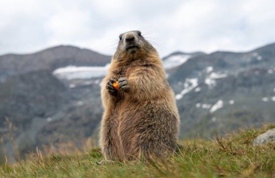 Día de la Marmota: ¿Qué es, por qué se celebra el 2 de febrero y qué “predijo” para este 2024?