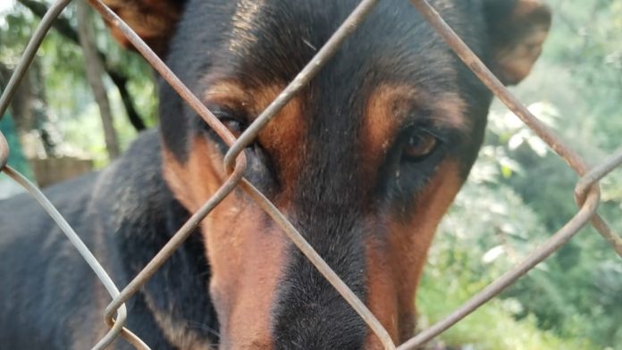 maltrato animal