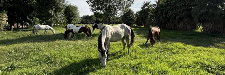 Poder Judicial determinará si especies rescatadas de maltrato seguirán en Cuacolandia: Medio Ambiente