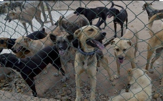 Rescatan en este año 276 animales en situación de maltrato