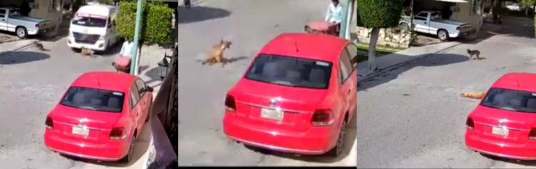 Conductor de ruta 46 asesina perrito (VÍDEO)