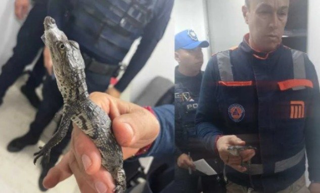 Cocodrilo en el Metro de la Ciudad de México