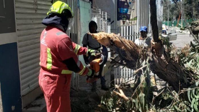 cayó un árbol en la capital poblana