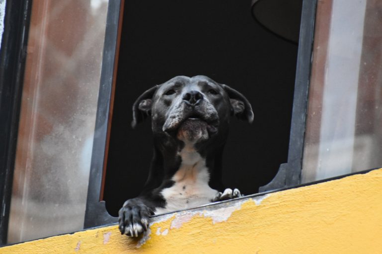Su curiosidad lo ha convertido en el perrito más chismoso de Puebla