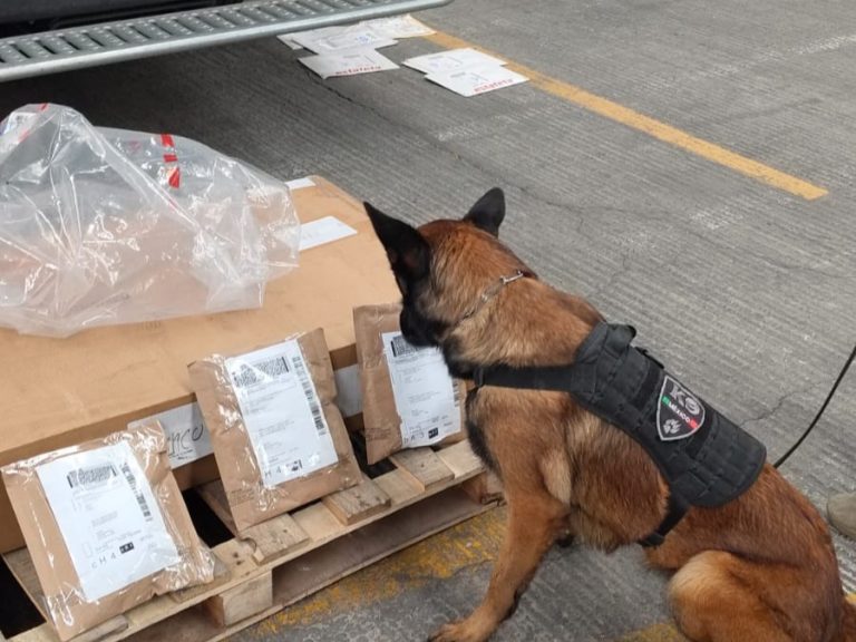 Asegura Policía de la Ciudad, aparente droga en una empresa de paquetería