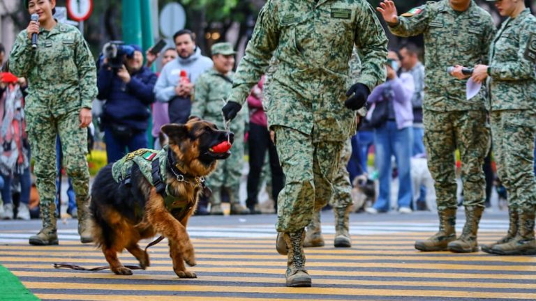 Operativos con binomios K9 en escuelas para hallar drogas, anuncia Pepe Chedraui