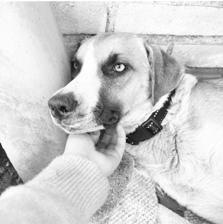 Muere la perrita ‘Chichi’, luego de que sus cachorros fueran quemados&nbsp;