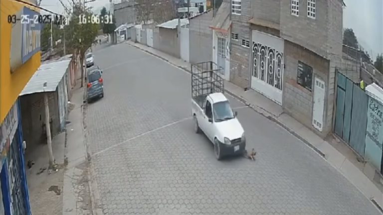 Camioneta atropella a un perrito en Santiago Miahuatlán