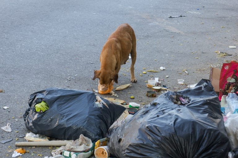 Nuevo servicio de recolección de basura