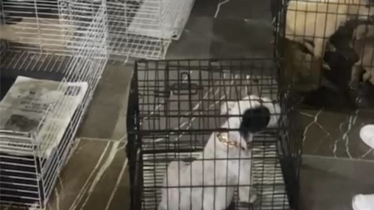 Ayuntamiento de Puebla decomisa 12 animales en Analco