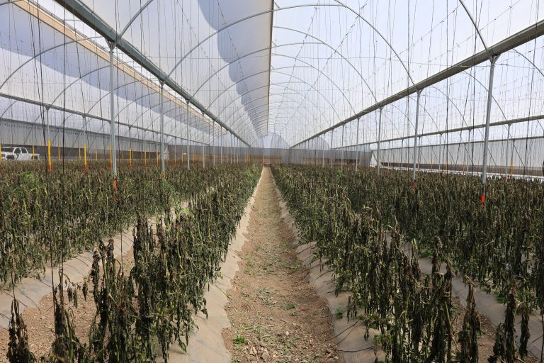 Gobierno del Estado de Puebla atiende afectaciones en el sector agropecuario