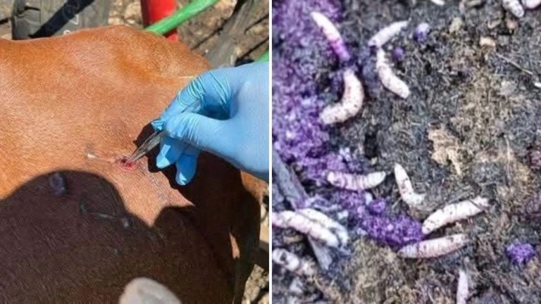 Primer caso de gusano barrenador en humano