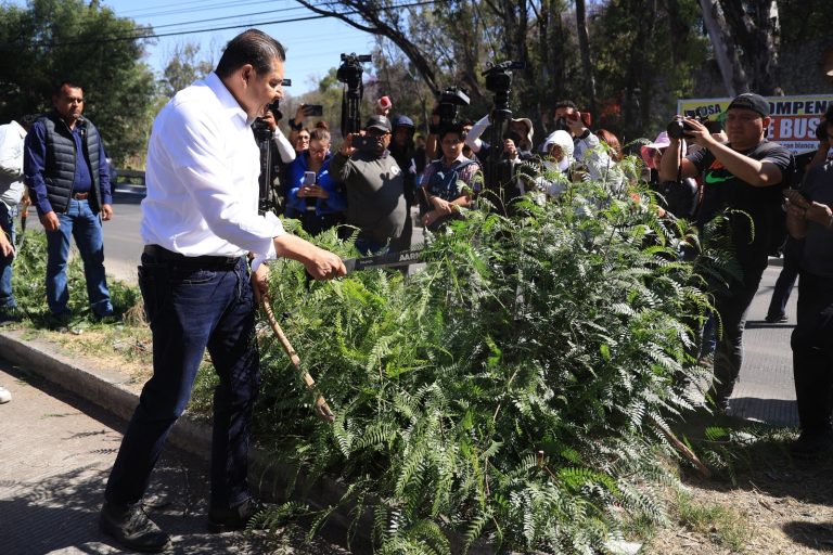Armenta propondrá modificar ley para permitir encalado de árboles