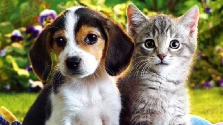 Se construirá el Centro de Bienestar Animal más grande del mundo en Puebla