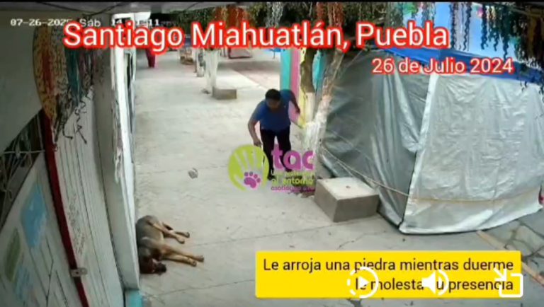 Crueldad animal en Santiago Miahuatlán: hombre lanza piedra a un perrito que dormía