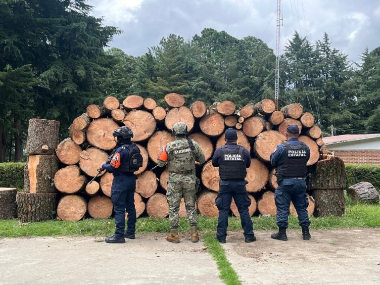 En operativos, SSP asegura más de 130 piezas de madera    