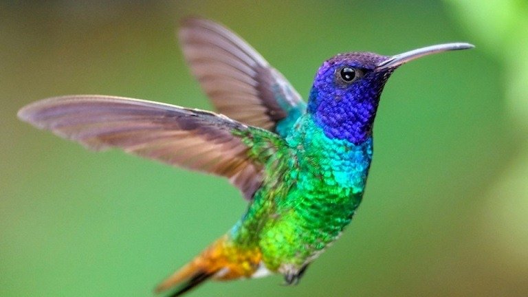 El significado espiritual de un colibrí que se acerca sin razón