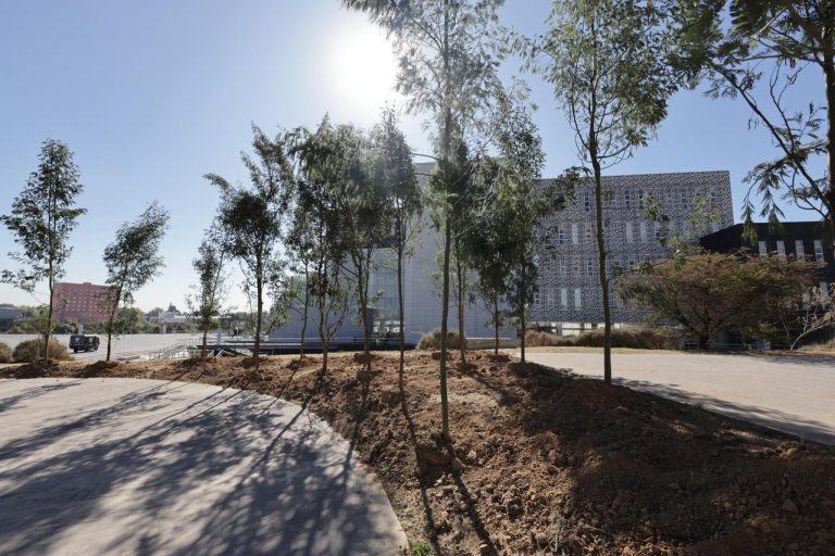 Inicia reforestación urbana en el CIS y Parque Ecológico; la meta son 10 mil árboles