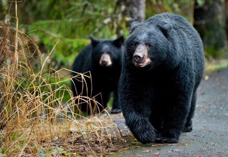 Alianza por la biodiversidad: Semarnat y Bimbo apoyarán la protección del oso negro
