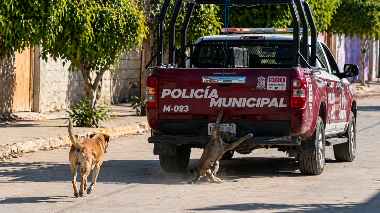 Indignación en Xochiltepec: investigan video de perro arrastrado por patrulla
