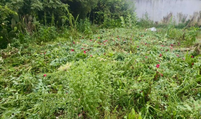 Siguen localizando más plantíos de amapola y marihuana en Atempan