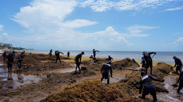 El Caribe mexicano enfrenta una crisis sin precedentes por la llegada masiva de sargazo